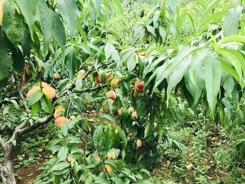 219bca1ba7bce69b8c18aa9ce8564eab_副本.jpg 219bca1ba7bce69b8c18aa9ce8564eab_副本.jpg