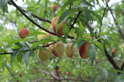 武汉端午节团建01.jpg