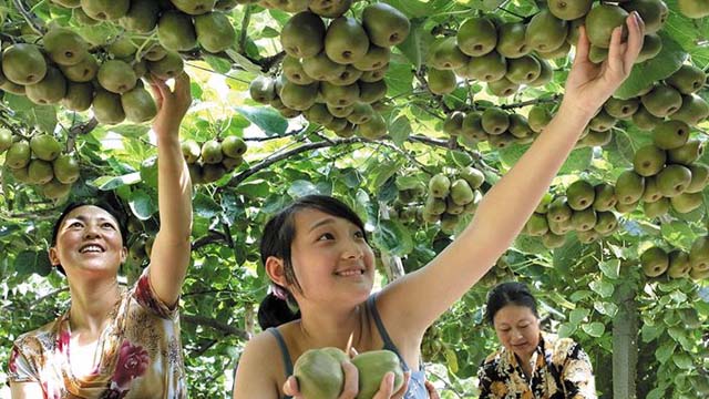 武汉农家乐采摘一日游